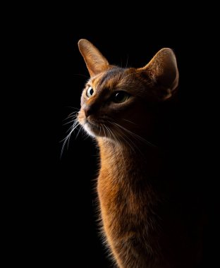 Siyah arka planda uzun bıyıkları olan Habeş kedisinin profil görünümü