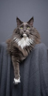 Güzel Maine Rakun Kedisi gri battaniyenin üzerinde dinleniyor. Pençelerinden birini sallandırıyor. Stüdyo resmi gri arka planda fotokopi alanı ile birlikte.