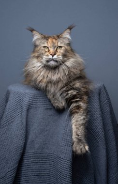 Calico Maine Rakun Kedi Portresi. Yumuşak kedi, gri bir battaniyenin üzerinde stüdyo arka planına yaslanmış patisini sallayarak dinleniyor..