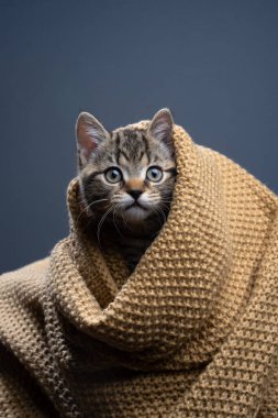 Tekir İngiliz kısa hava kedisi battaniyenin altından kameraya merakla bakıyor.