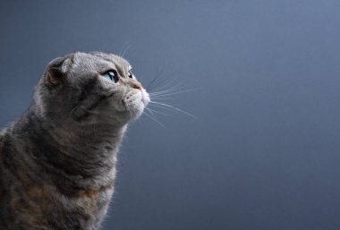 Gri-mavi arka plana bakan gümüş tekir kedinin profil görünümü