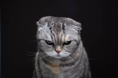 İskoç kedi portresi. Kedi aşağıya bakıyor ve kızgın ya da üzgün görünüyor. Stüdyo çekimleri kahverengi arkaplanda
