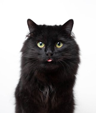 Uzun saçlı siyah kedi dili dışarı çıkarıyor, beyaz arka planda stüdyo resmi var.