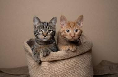 İki kedi yan yana, jüt bir evcil hayvan yatağının içinde. Kedilerin etrafındaki fotokopi alanlarını merakla izliyorlar.