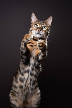 Arka ayaklarının üzerinde duran bengal kedisi iki pençesini kaldırıp bir şey yakalamaya çalışıyor.