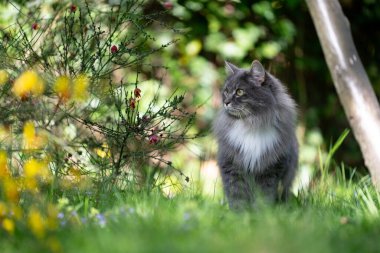 Çiçek açan bahçedeki gri uzun saçlı kedi etrafa bakıyor.