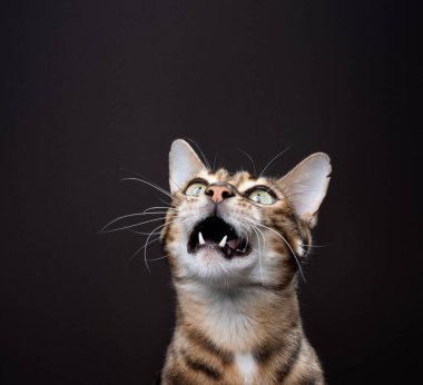 Komik görünümlü bengal kedisi, ağzı açık miyavlıyor, stüdyo çekimi kahverengi arka planda.