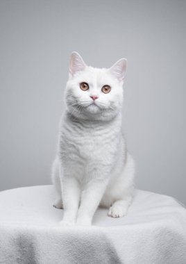 Beyaz bir İngiliz stenografisinin stüdyo portresi beyaz bir battaniyeye oturmuş kameraya bakıyor. Kedinin üstündeki boşluğu kopyala