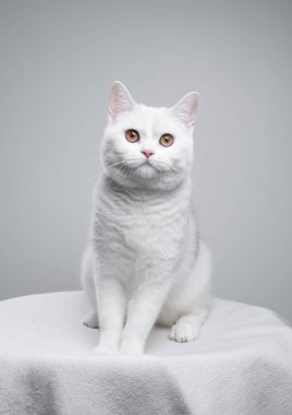 Beyaz bir İngiliz stenografisinin stüdyo portresi beyaz bir battaniyeye oturmuş kameraya bakıyor. Kedinin üstündeki boşluğu kopyala