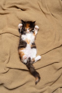 Tatlı İtalyan rakunu kedi bej ya da kahverengi örgü battaniyenin üzerinde rahat bir şekilde uyuyor.