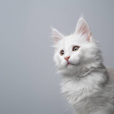 Beyaz maine rakunu kedi profili görünümü fotokopi alanına bakıyor, stüdyo görüntüsü tarafsız gri arkaplan üzerine.