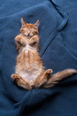 Mavi örgü battaniyenin üzerinde uyuyan sevimli turuncu bir kedi yavrusunun pençeleriyle yüksek açılı görüntüsü.