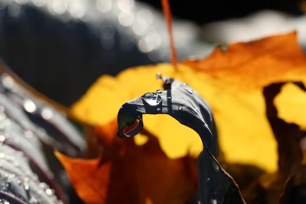 Zbliżenie Makro Pęd Krople Rosy Czerwonym Liściu Kapusty Jesienny Słoneczny — Zdjęcie stockowe