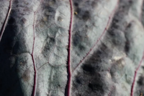 Close-up (macro photography) of red cabbage leaf on a sunny autumn day as a natural purple background or texture