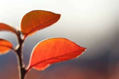 Kırmızı yapraklı bir böğürtlen dalının yakın plan (makro çekim) doğal siyah ve beyaz arka plan üzerinde karşı ışıkta kırmızı yapraklar bir pankart olarak