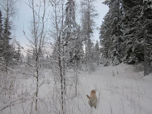 Labrador Continua Nevicare Nella Foresta Invernale — Foto Stock