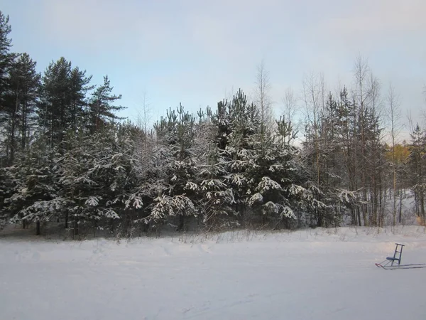 Hóval Borított Fiatal Fenyők Hátterében Fiatal Nyírfák Téli Erdőben Mint — Stock Fotó