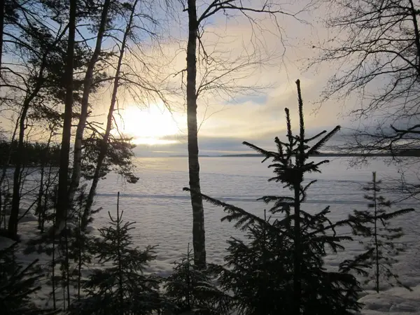 Petit Pin Dans Neige Sur Fond Aube Hivernale Dans Forêt — Photo