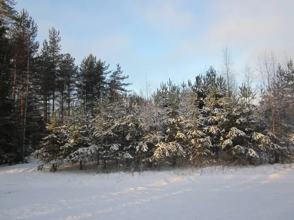 Pini Giovani Innevati Sullo Sfondo Giovani Betulle Nella Foresta Invernale — Foto Stock