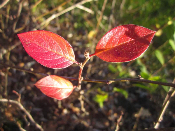 Two red barberry leaves form a heart shape