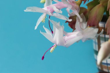 Beyaz Aralık çiçeğinin (lat) yakın çekimi (makro çekim). Mavi arkaplanda Schlumbergera