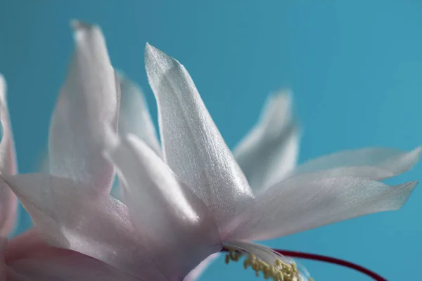 Close Macrofotografia Das Pétalas Uma Flor Branca Schlumbergera Lat Schlumbergera — Fotografia de Stock