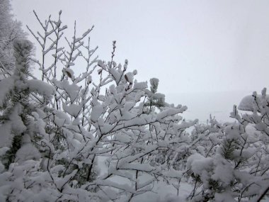 Bulutlu bir arka planda, karda ağaç dalları
