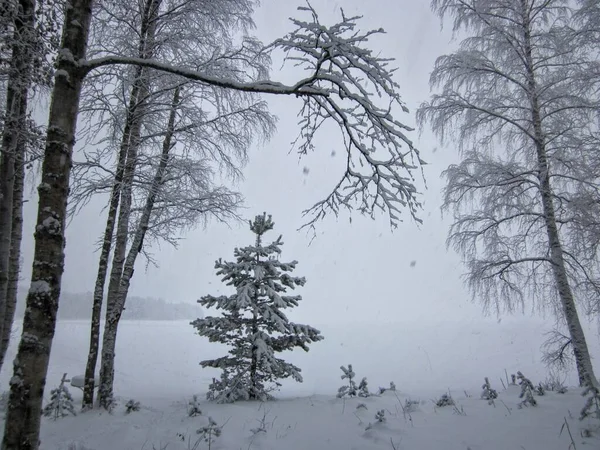 Kleine Dennenboom Sneeuw Tegen Achtergrond Van Een Winterbos Meer Als — Stockfoto
