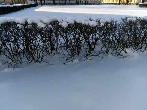 Arbusti Nella Neve Nel Parco Invernale — Foto Stock