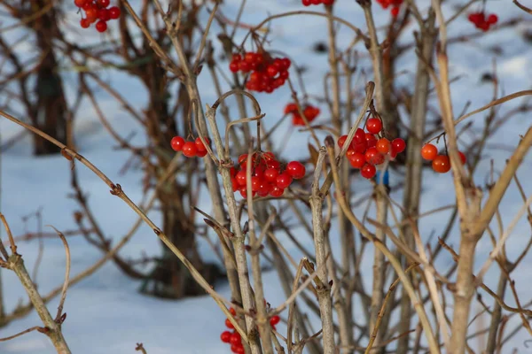 Close Berries Cranberry Bushes Park Sunny Winter Day — Stock Photo, Image