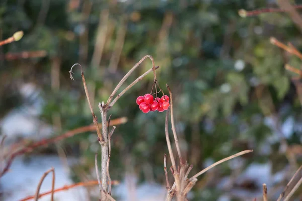 겨울날 공원의 덤불에 열매를 클로즈업 — 스톡 사진