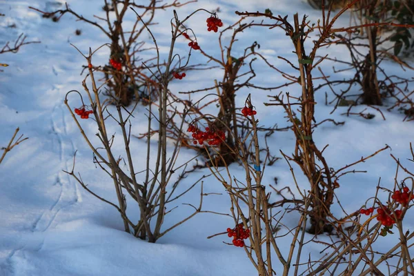 Close Van Bessen Veenbessenstruiken Het Park Een Koude Winterdag — Stockfoto