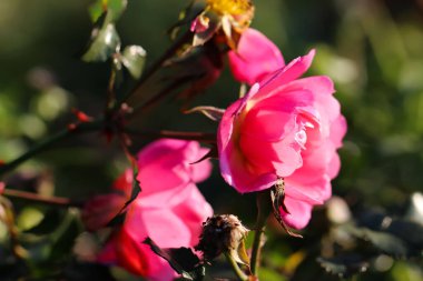 Parlak yeşil arkaplanda gül yaprakları ve gül goncalarının (makro çekim) yakın çekimi