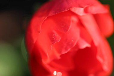 Sevgililer Günü için soyut kırmızı-pembe arka plan. Sanatsal amaçlar için ana konunun dikkatini bilerek dağıttı