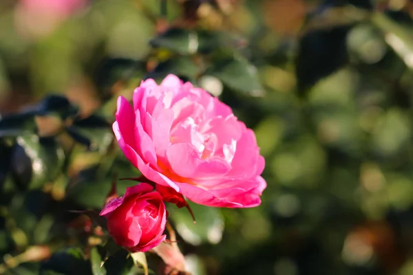 Close Macro Shot Rose Petals Rosebud Bright Green Background — Stock Photo, Image