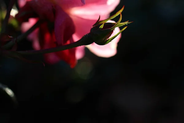 Close Macro Shoot Rosebud Petals Counter Light Main Black Background — Stock Photo, Image