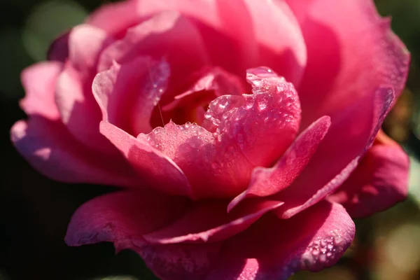 Macro Gotas Rocío Los Pétalos Rosa Central Como Fondo Rosa —  Fotos de Stock