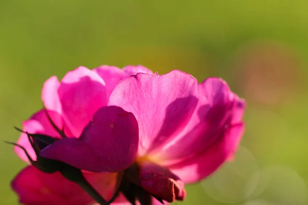 Макросъемка Лепестков Роз Фоне Ярко Зеленого Фона — стоковое фото