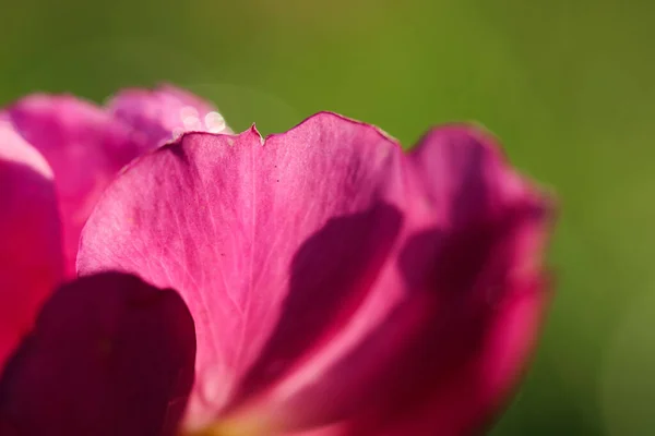 Abstract pink-green background for Valentine\'s Day. Intentionally defocused the main subject for artistic purposes