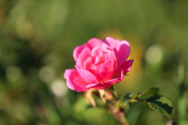Pembe gülün yakın plan görüntüsü güneş ışığında bulanık yeşil bir arkaplanda