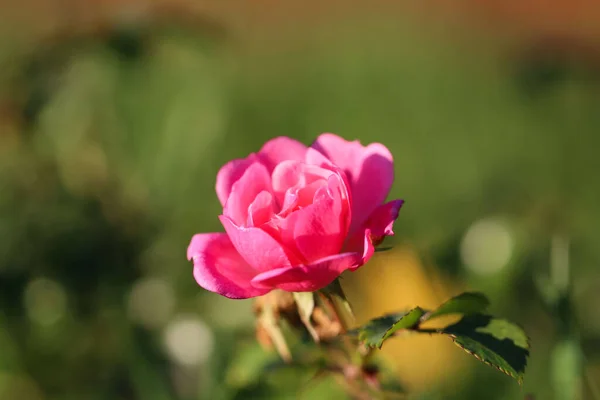 Close Pink Rose Sunlight Natural Blurred Green Background — Stock Photo, Image