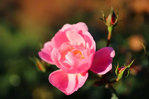 Close Pink Rose Sunlight Natural Blurred Green Background — Stock Photo, Image