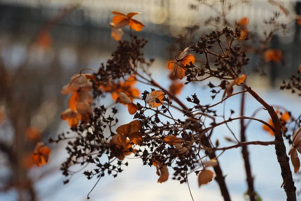 Close Caules Secos Folhas Frutos Arbusto Ornamental Jardim Inverno Dia — Fotografia de Stock