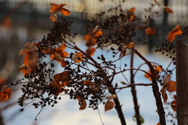 Close Caules Secos Folhas Frutos Arbusto Ornamental Jardim Inverno Dia — Fotografia de Stock