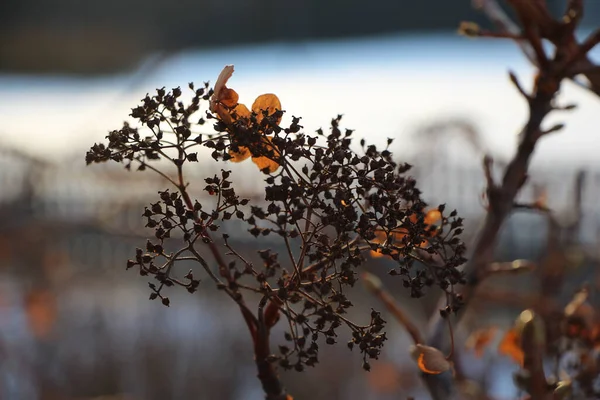 冬季花园的观赏植物灌木干茎 叶子和果实在反光下的特写 — 图库照片