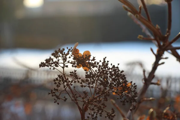 冬季花园的观赏植物灌木干茎 叶子和果实在反光下的特写 — 图库照片