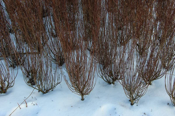 冬季花园作为自然背景的观赏植物灌木干枝干的特写 宏观拍摄 — 图库照片