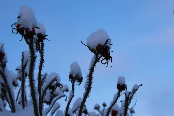 冬日清晨 在天空的衬托下 在白雪中结满果实的蔷薇枝的特写 作为季节性的横幅 — 图库照片