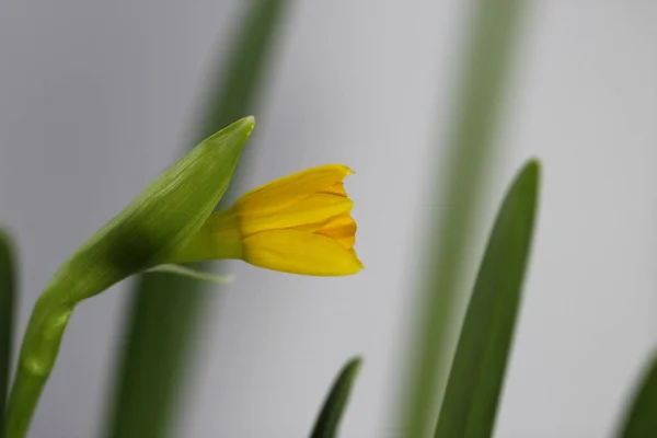 Nahaufnahme Der Zwerg Narzisse Lat Narcissus Poeticus Blühende Knospe Auf — Stockfoto