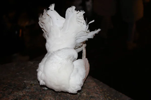 白色粉尾 一种受欢迎的奇特的鸽子 后续行动 — 图库照片
